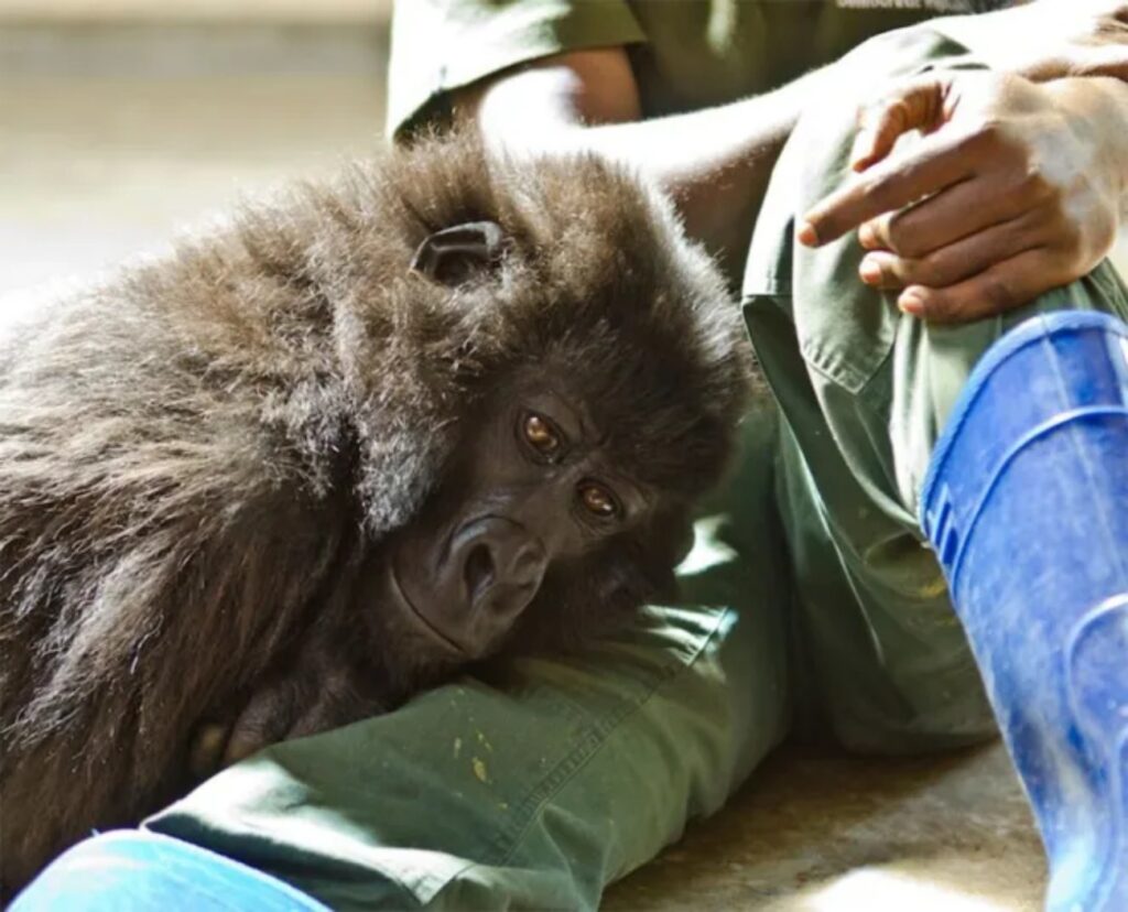 gorilla che riposa