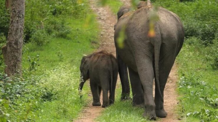 Guardia salva elefante