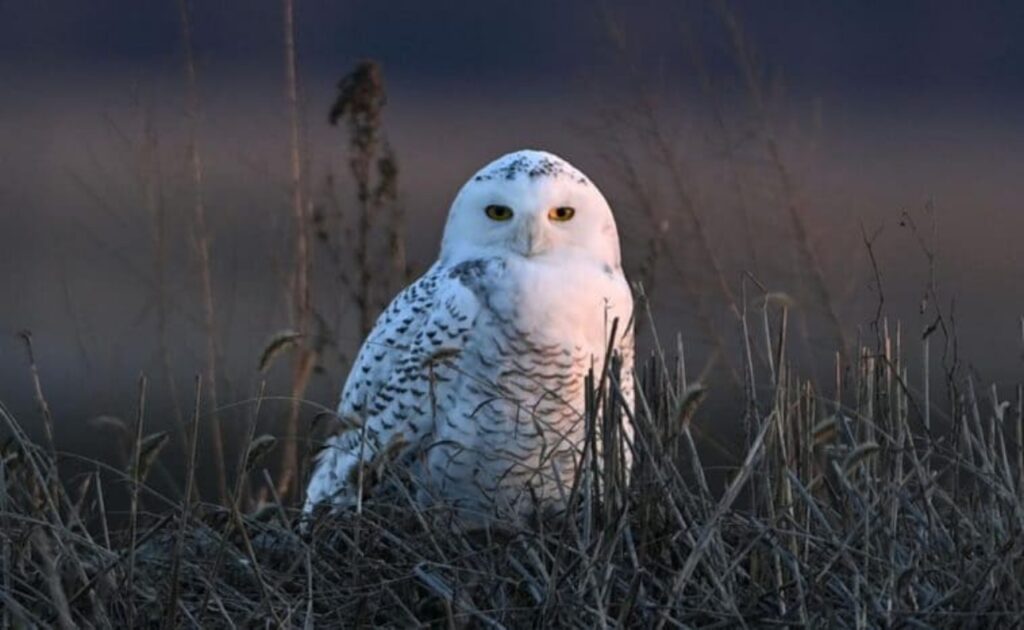 animale della tundra artica