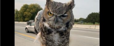 Gufo intrappolato in strada