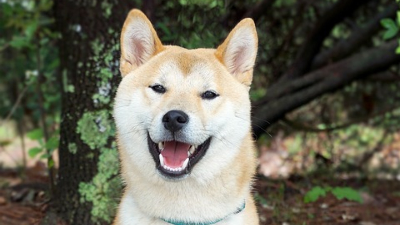 Il cane aspetta il proprietario fuori dall'ospedale, come Hachiko