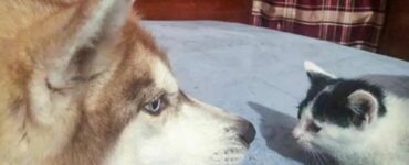 Husky salva sei piccoli gattini