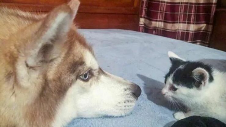 Husky salva sei piccoli gattini