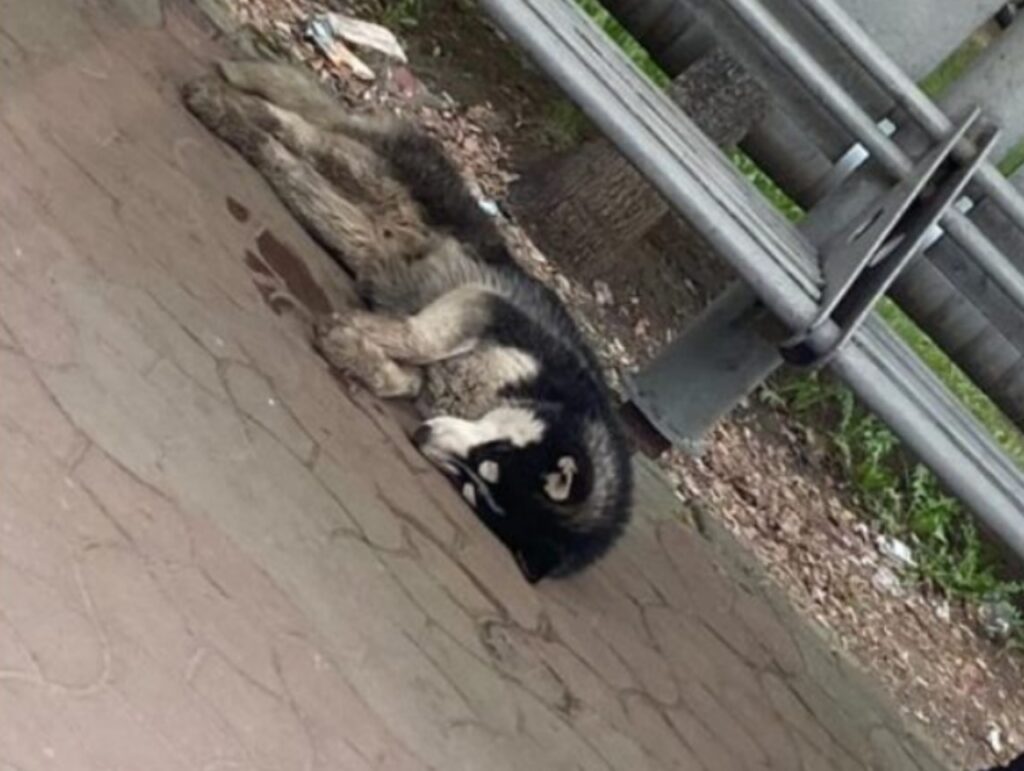 husky abbandonato alla fermata per 3 settimane