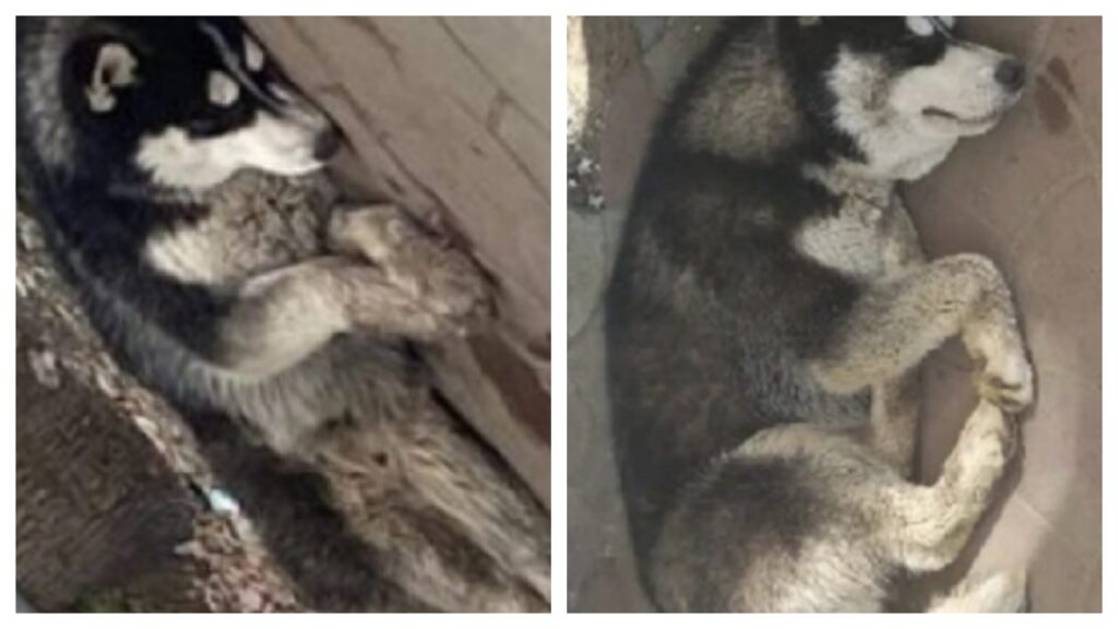 husky abbandonato alla fermata per 3 settimane