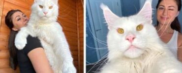kefir gatto gigante