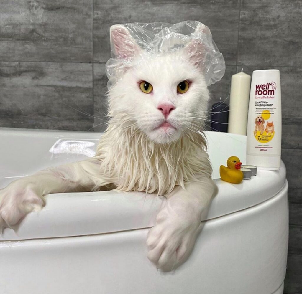 gatto nella vasca