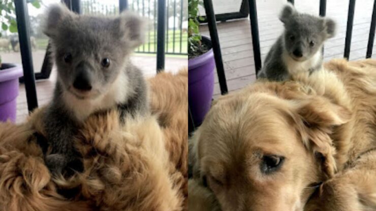 koala con golden retriever