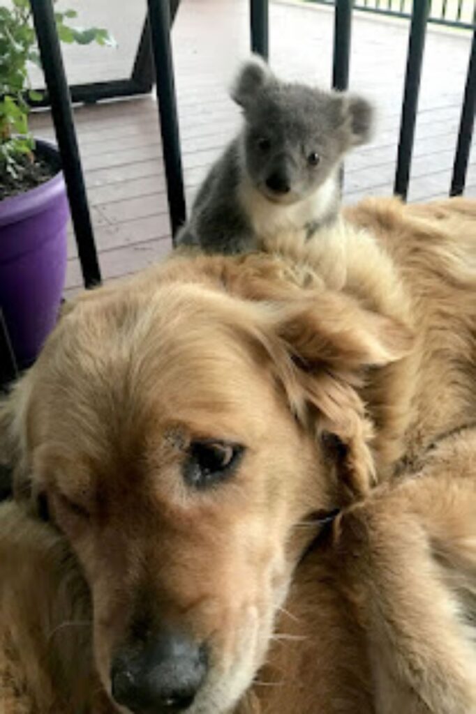 koala con golden retriever