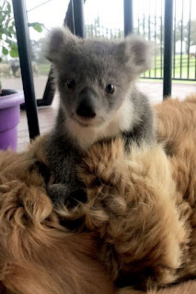 koala con golden retriever