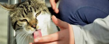 felino che lecca le mani