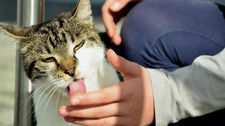 felino che lecca le mani