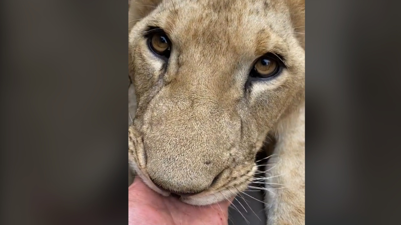 leone ciuccia la mano del custode, il video diventa virale