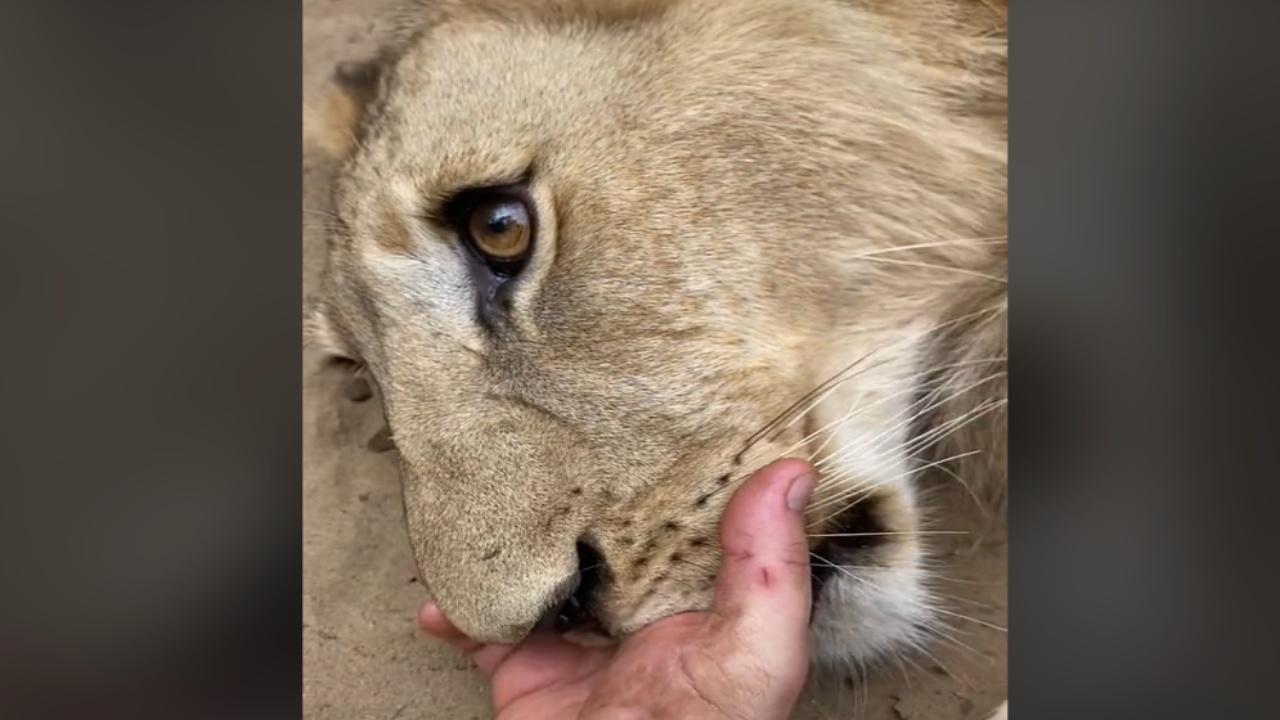 leone ciuccia la mano del custode, il video diventa virale