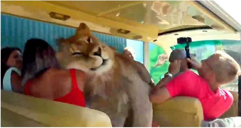 Leone sale sul bus safari