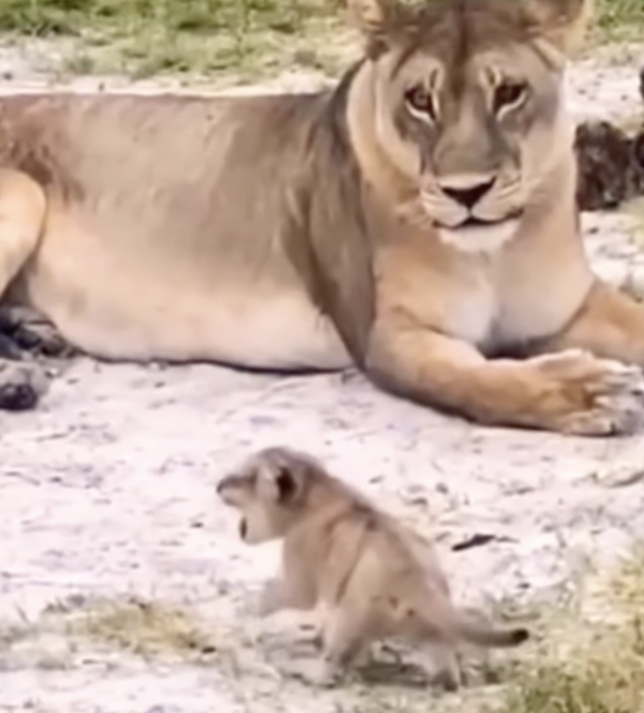 leone ruggire mamma