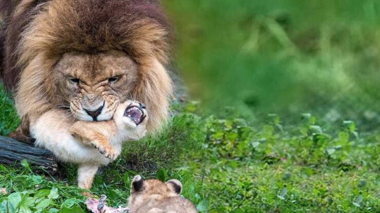 leone si occupa dei suoi cuccioli in assenza della leonessa