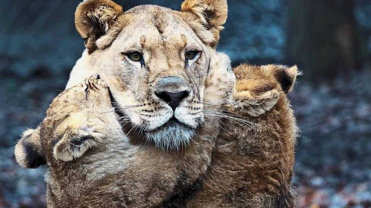 leone si occupa dei suoi cuccioli in assenza della leonessa