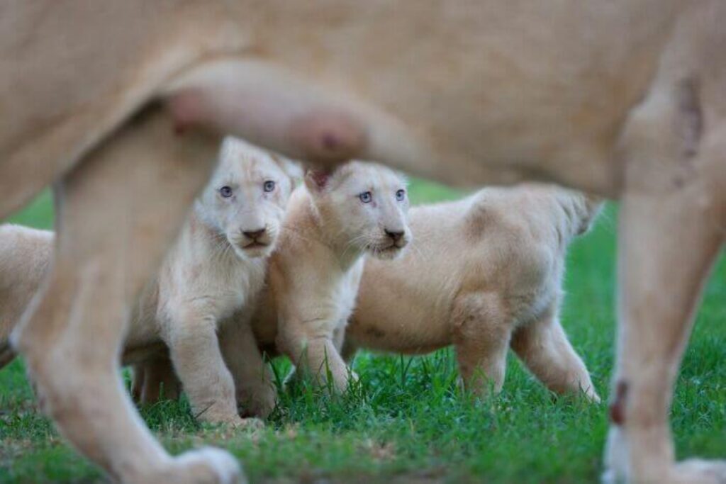 cuccioli di leone bianco rarissimi