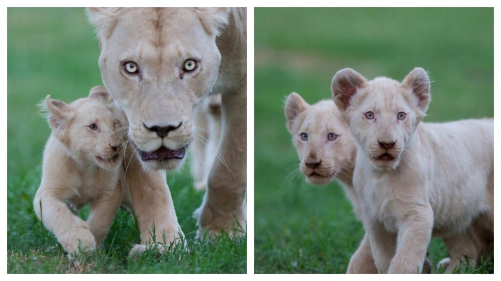 cuccioli di leone bianco rarissimi