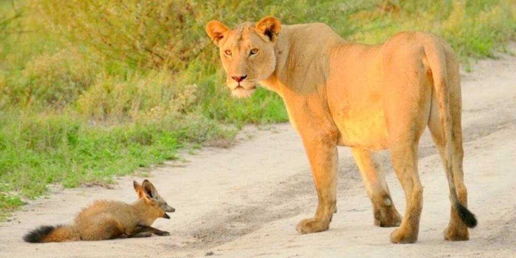 Leonessa salva un cucciolo di volpe