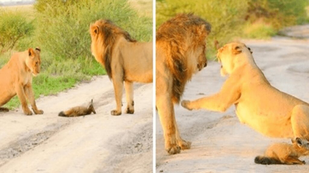 Leonessa difende cucciolo di volpe dal leone