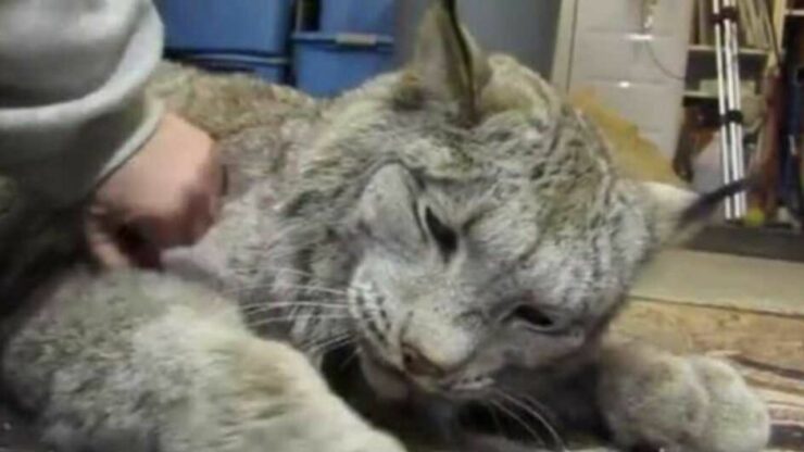 una lince diventa la migliore amica di una veterinaria