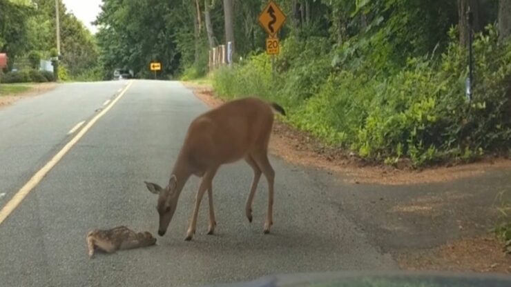 una mamma cerva salva il suo piccolo cerbiatto dalla strada