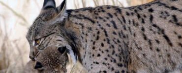 lince iberica con cucciolo