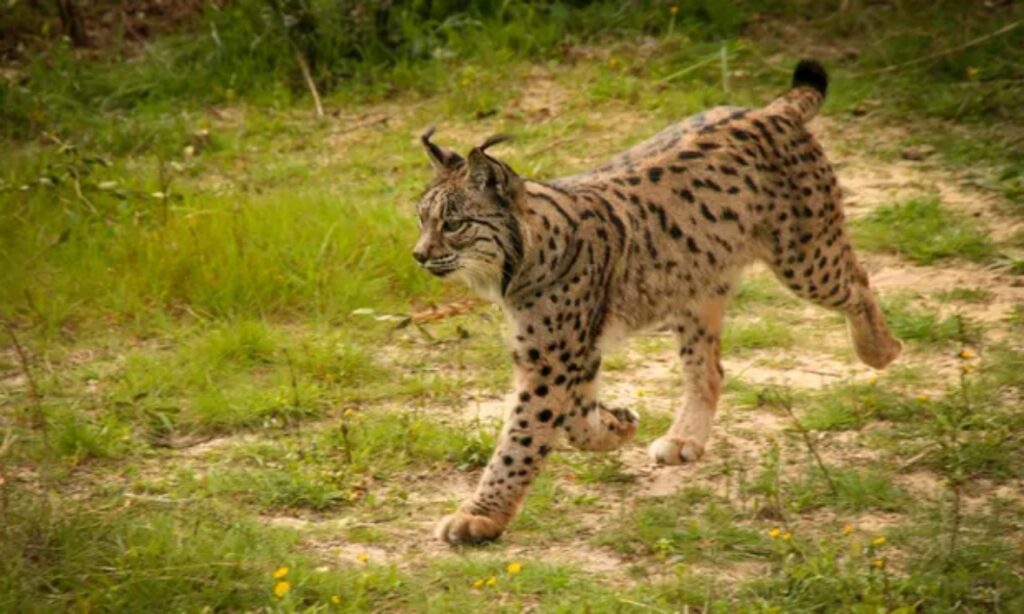 felino nella natura