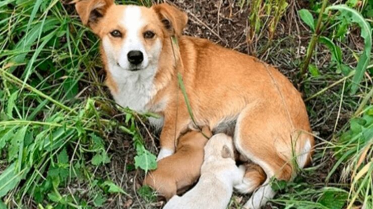 una mamma cagnolina con i suoi cuccioli, aspetta che i padroni ritornino a prenderla