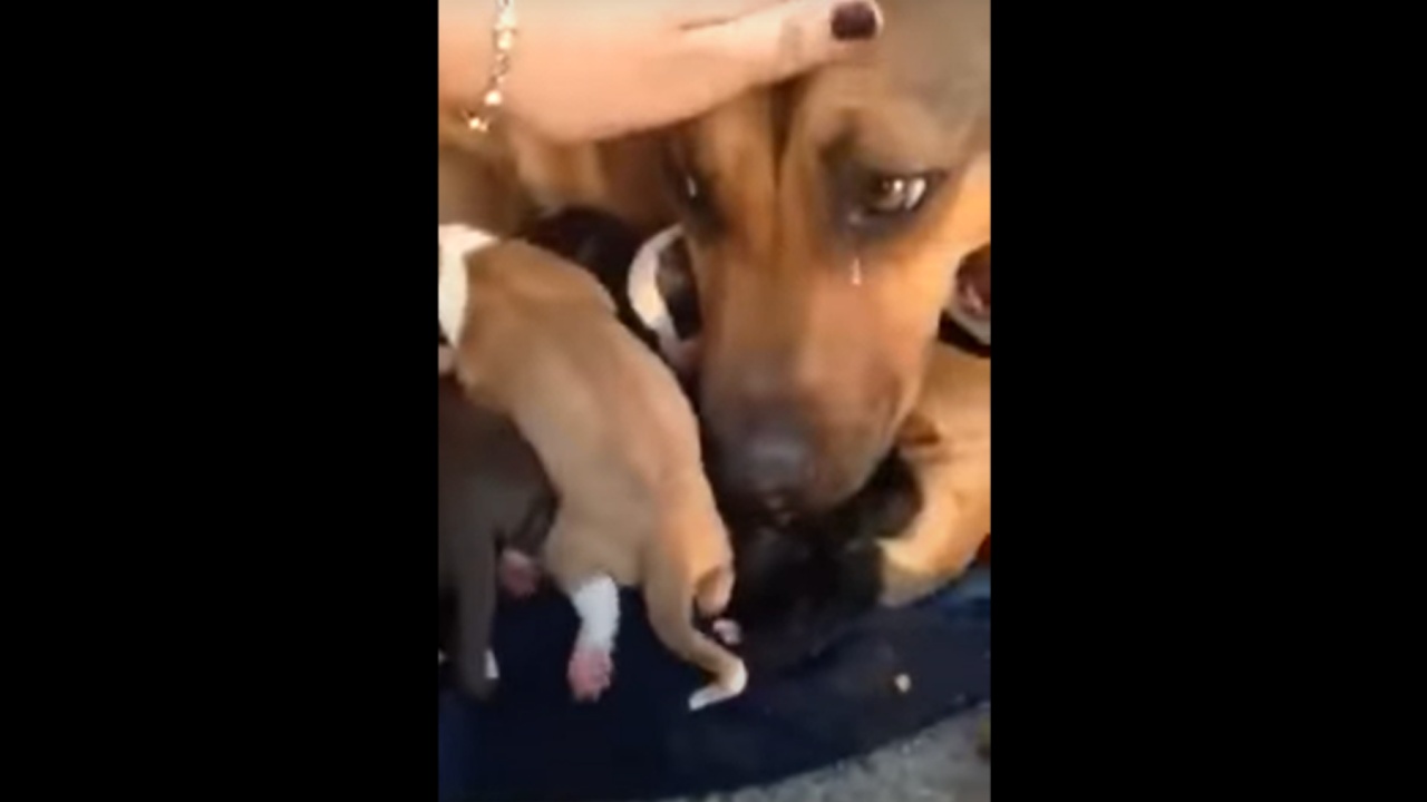 mamma cane piange per aver perso i suoi cuccioli