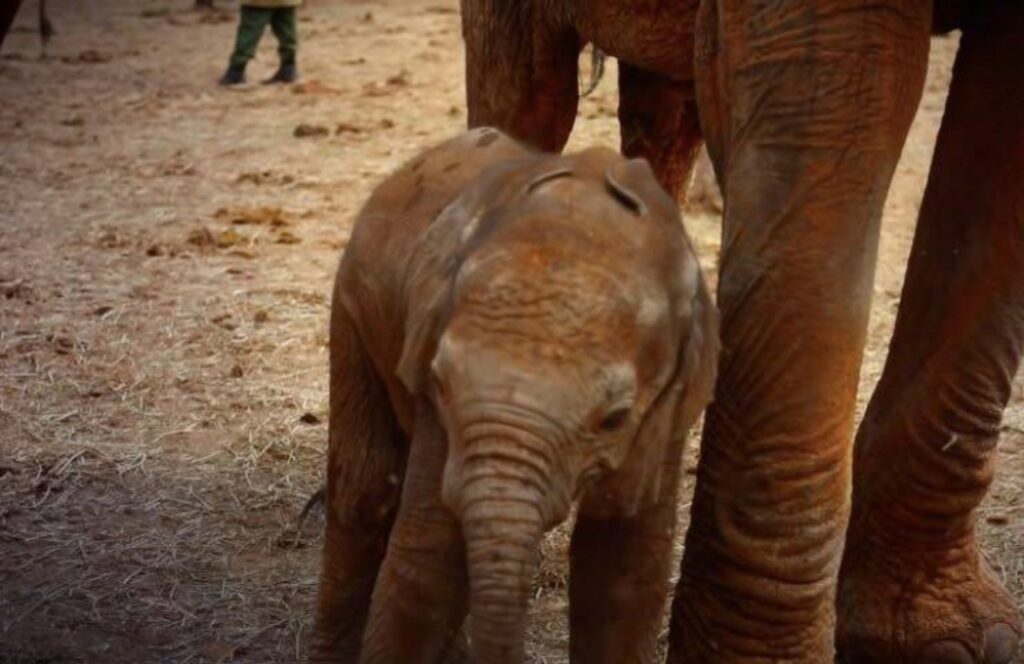 Mamma elefante e elefantino