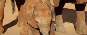 Mamma elefante mostra gratitudine in occasione della nascita dell'elefantino