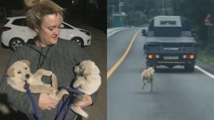 mamma cane insegue furgone con dentro i suoi cuccioli