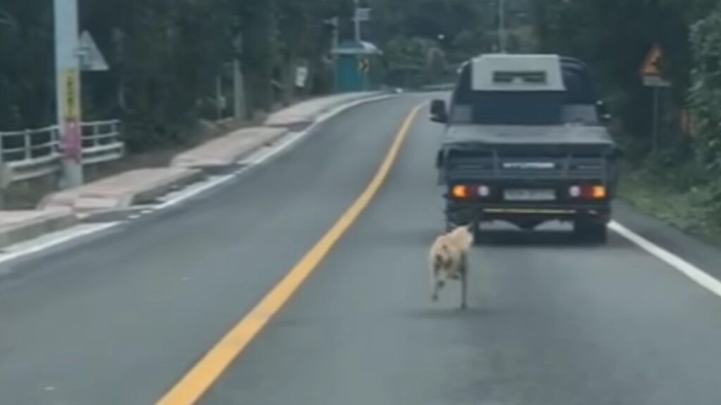 mamma cane insegue furgone con dentro i suoi cuccioli