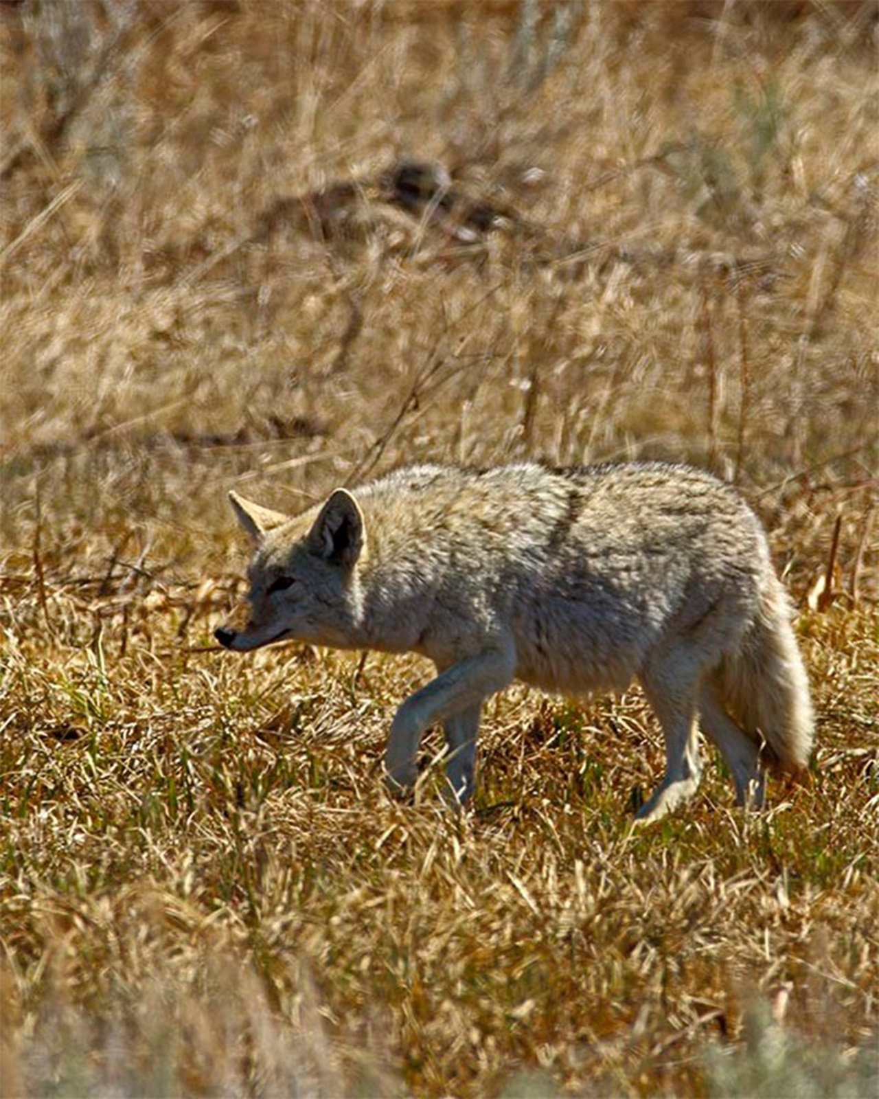 Coyote mamma