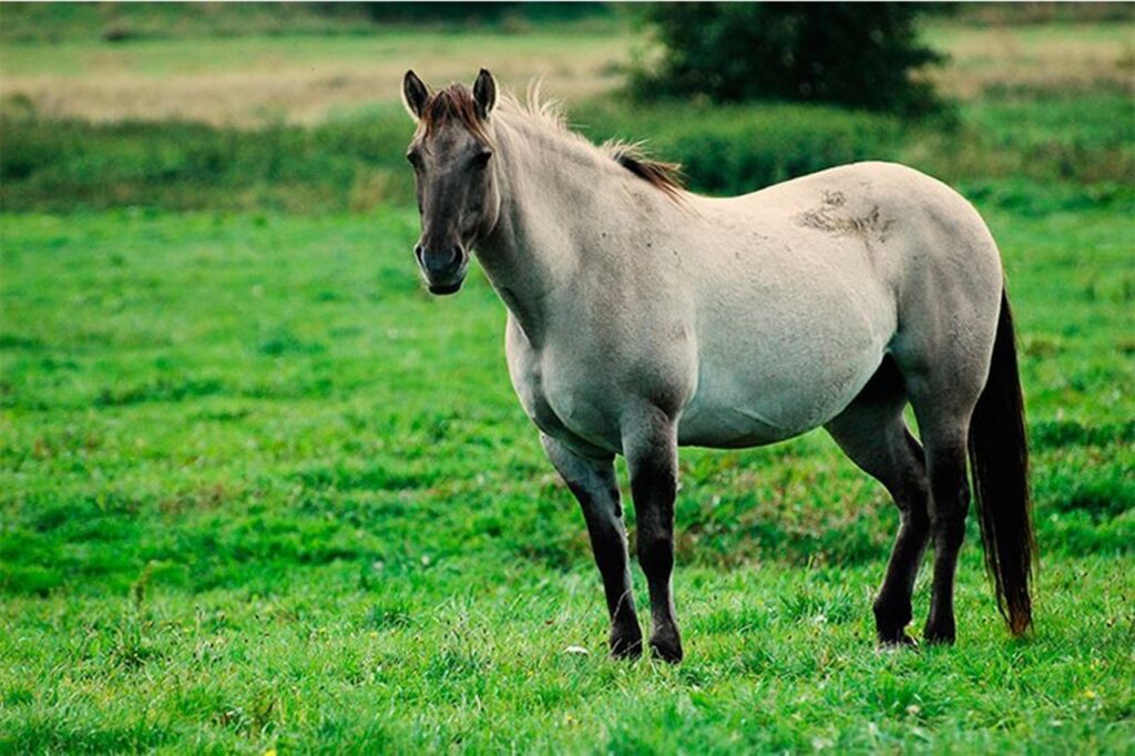 Cavallo mamma