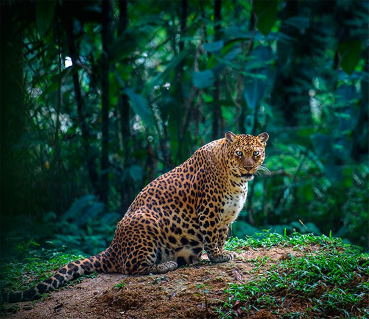 Leopardo mamma
