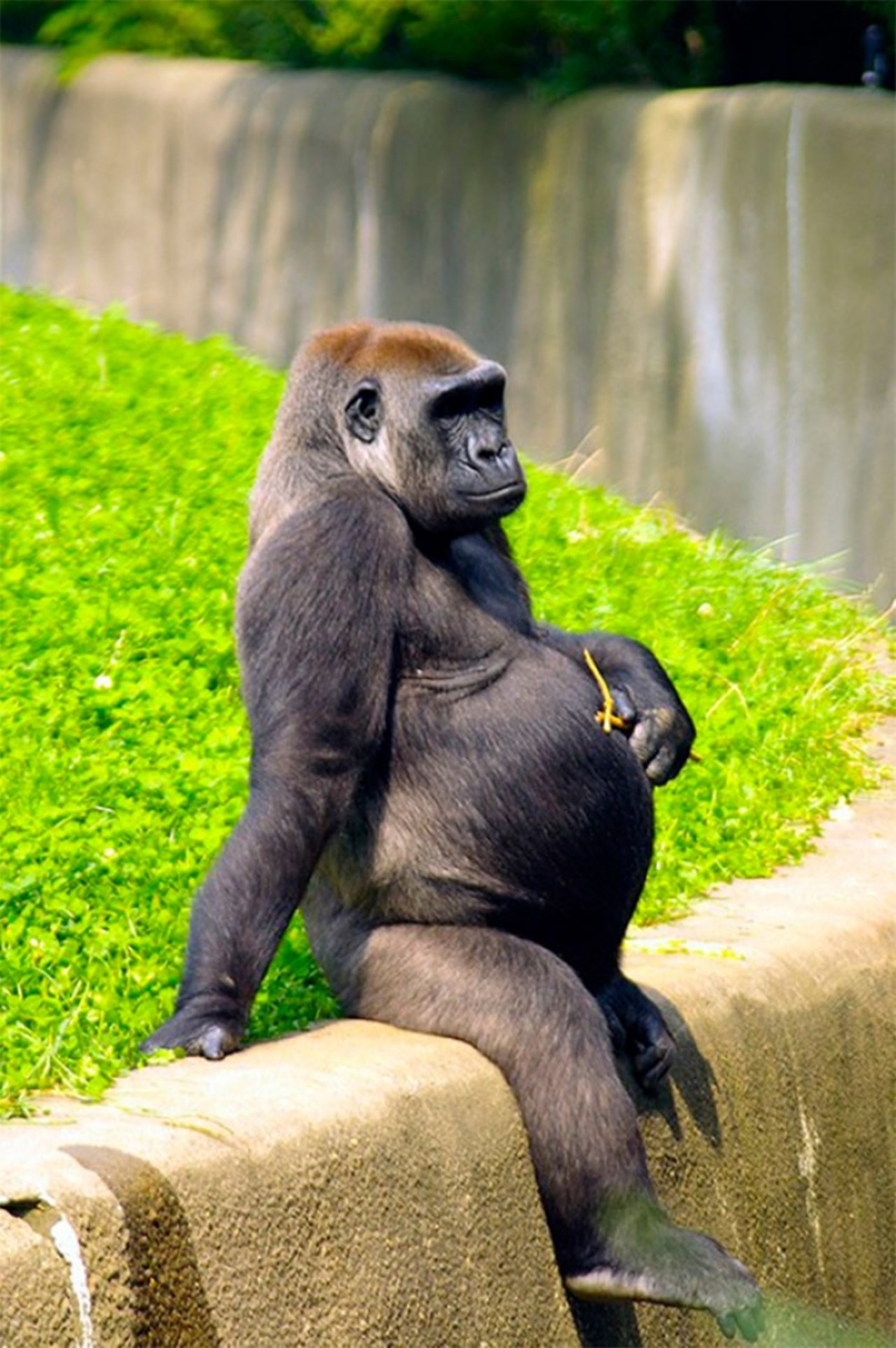 Gorilla mamma