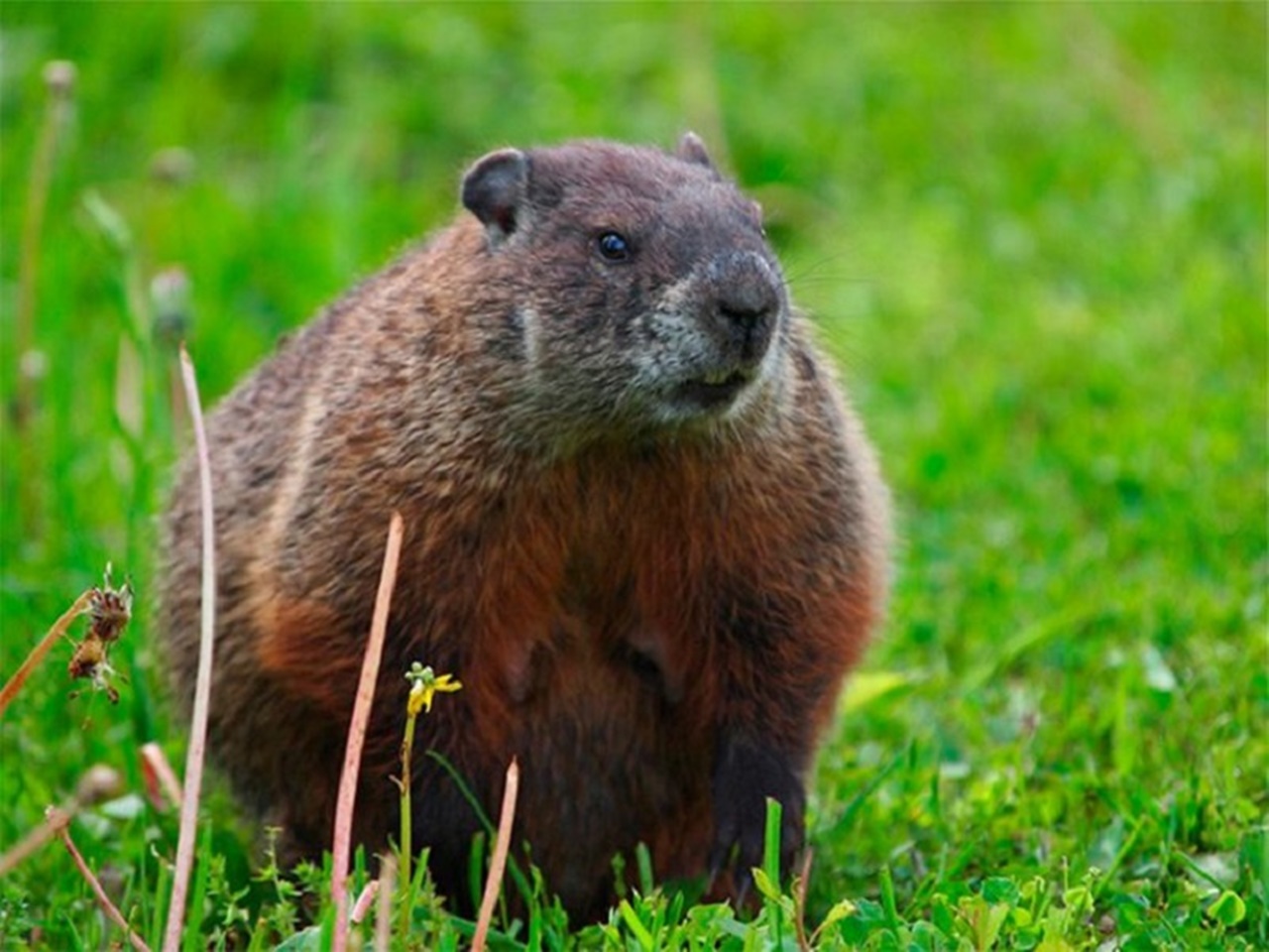 Marmotta mamma