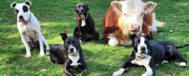 mucca viene accettata da un branco di 9 cani