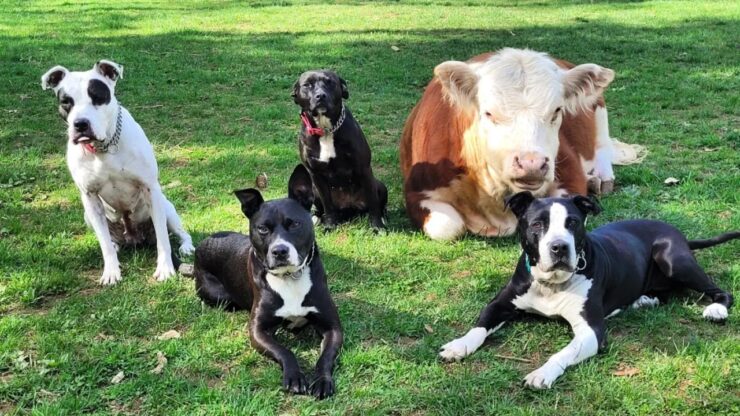 mucca viene accettata da un branco di 9 cani