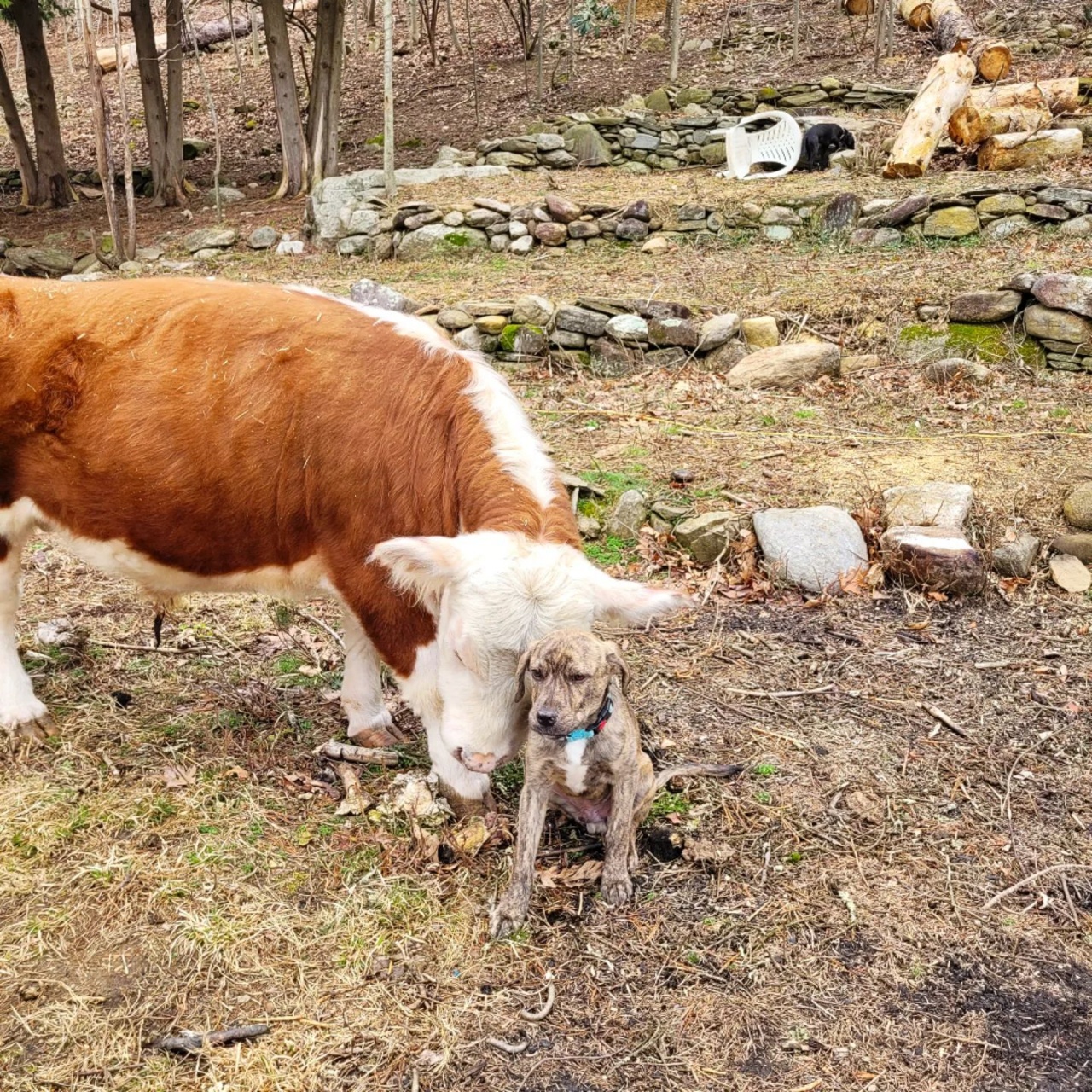 mucca accettata dal branco, viene coccolata dai cani