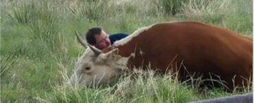 la commovente storia di una mucca sofferente che viene salvata da un passante