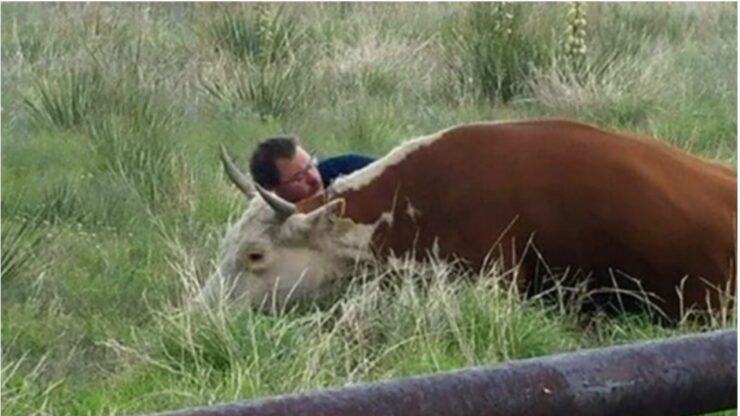 la commovente storia di una mucca sofferente che viene salvata da un passante