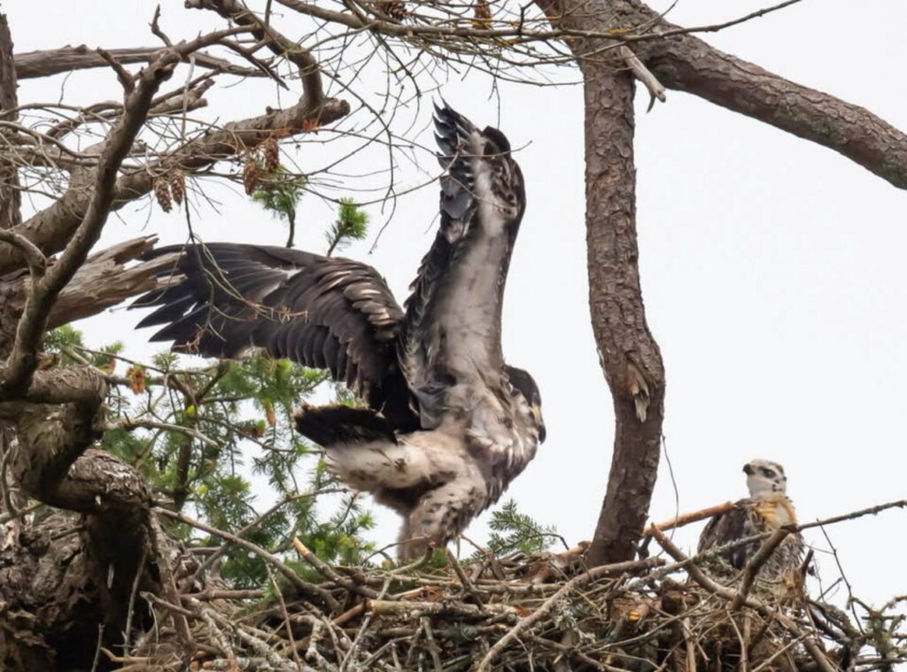 nido aquila calva