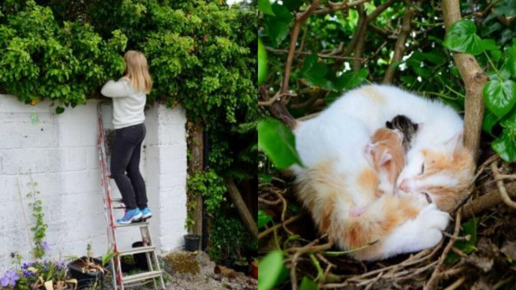 gatto ruba nido ad un uccello