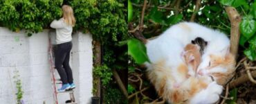 gatto ruba nido ad un uccello
