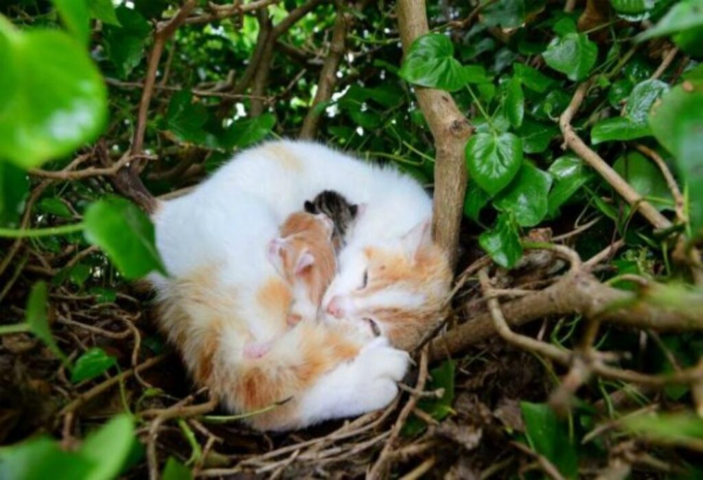 gatto ruba nido ad un uccello